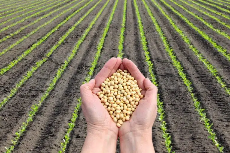 lait de soja bienfaits 1