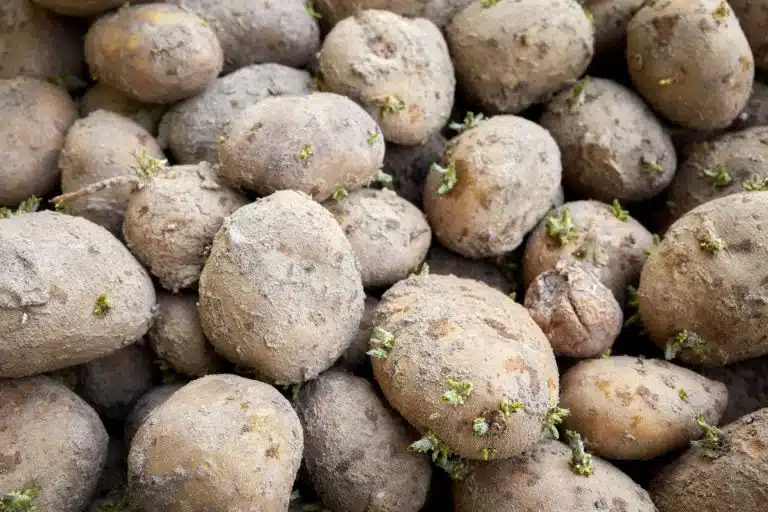 legumes anciens 1