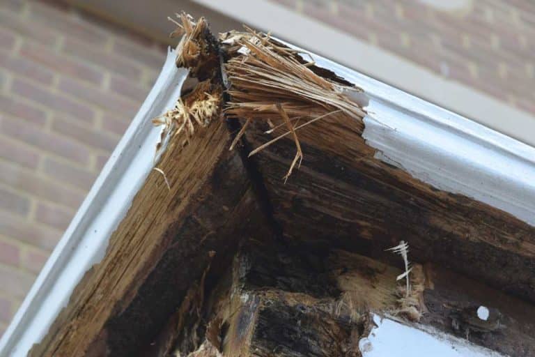 merule sur bois de chauffage 1