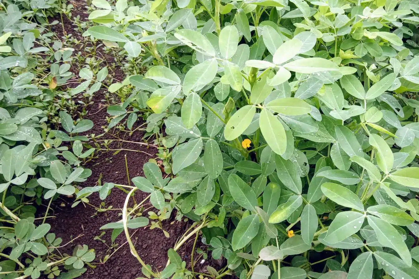 ou pousse les cacahuetes le secret de culture sous terre revele 1